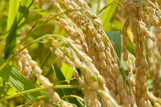 3 Reasons Why Rice Is Central to Japanese Culture